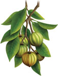 garcinia